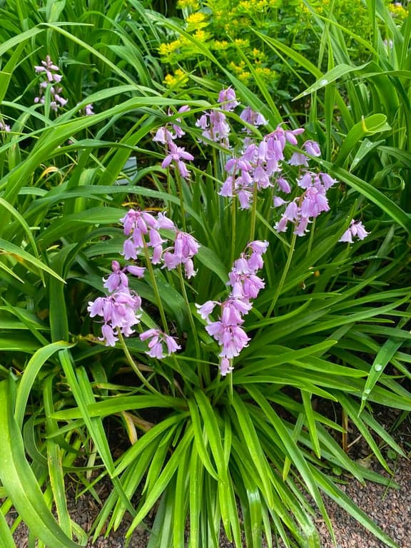 Botaniska trädgården