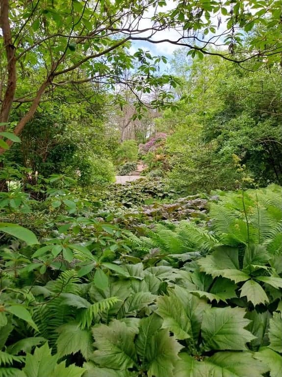 Botaniska trädgården