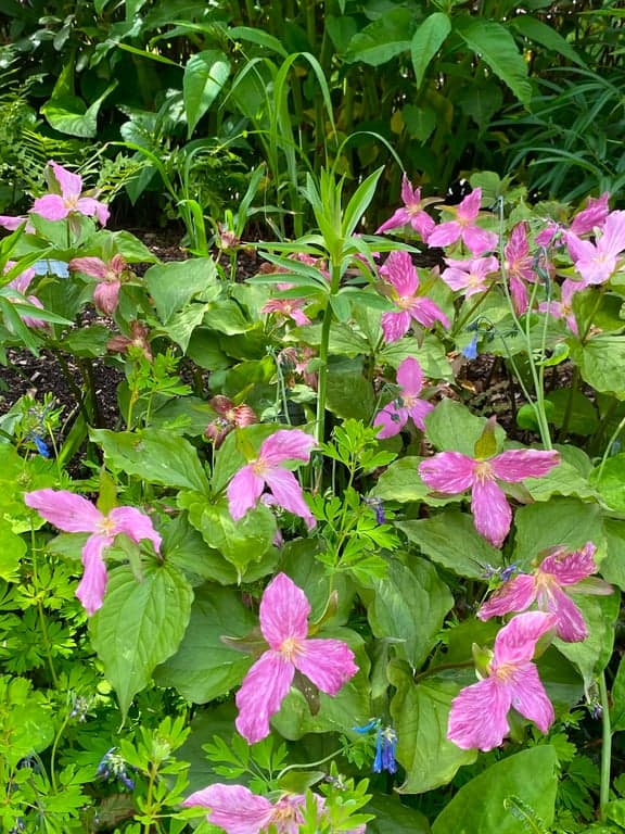 Botaniska trädgården