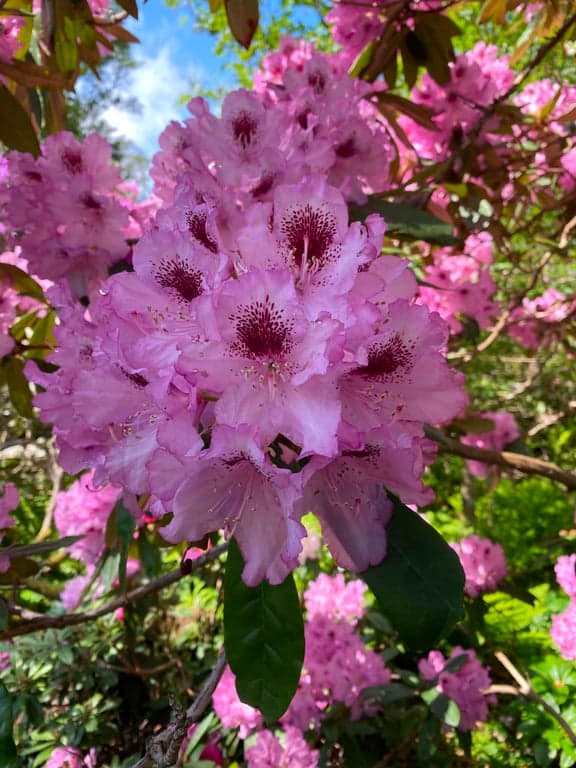 Botaniska trädgården