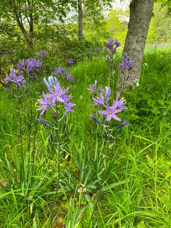 Botaniska trädgården