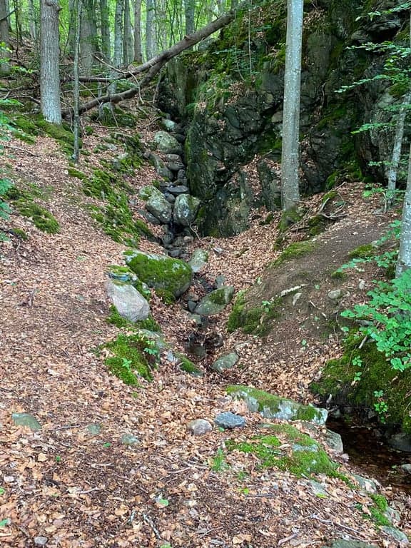 Kärna bokskog