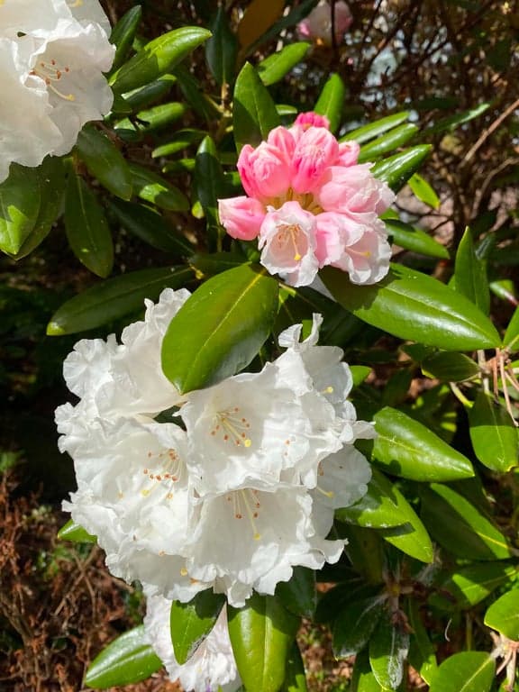 Botaniska trädgården