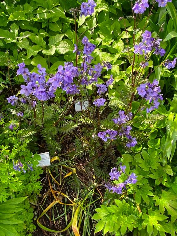 Botaniska trädgården
