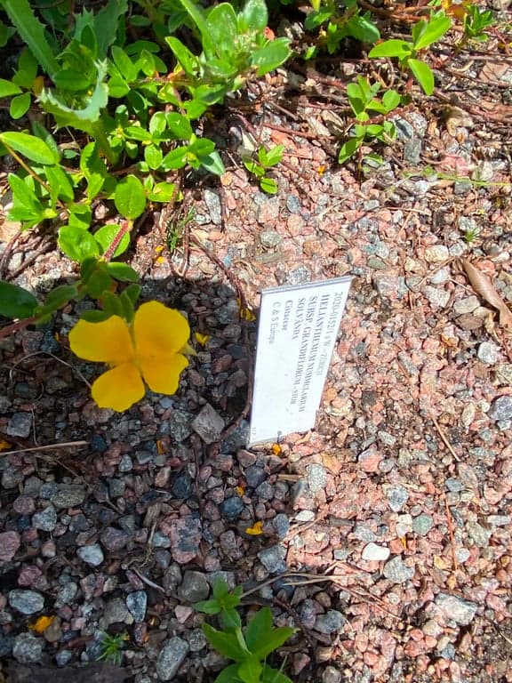 Botaniska trädgården