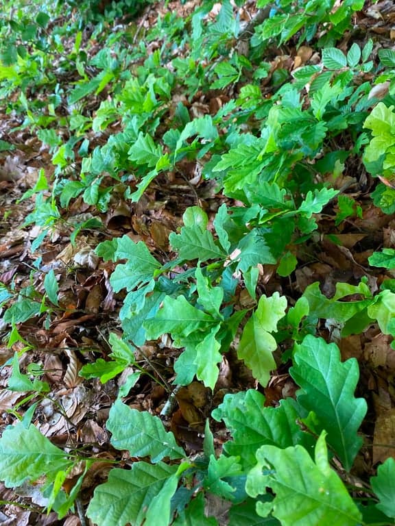 Kärna bokskog