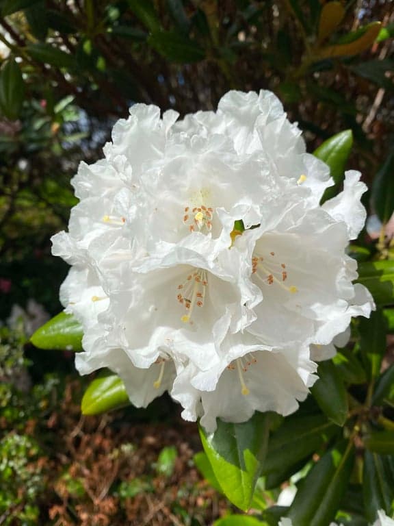 Botaniska trädgården
