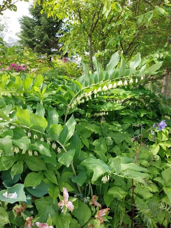 Botaniska trädgården