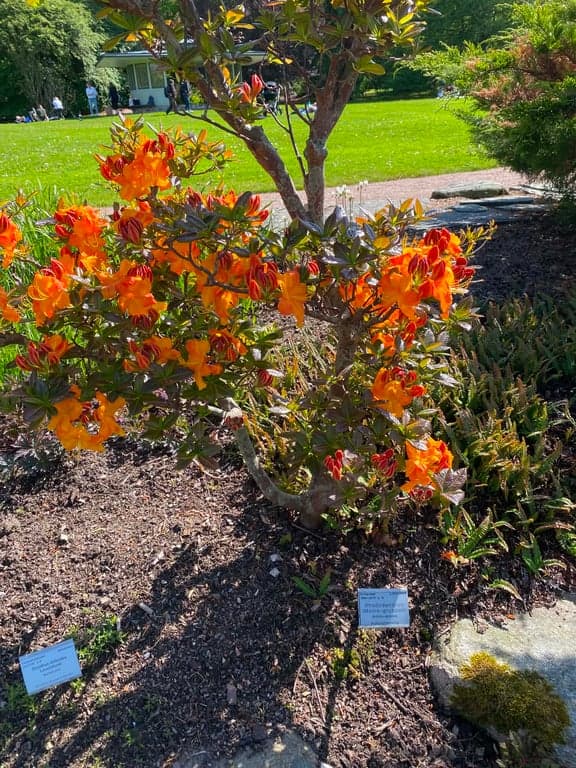 Botaniska trädgården