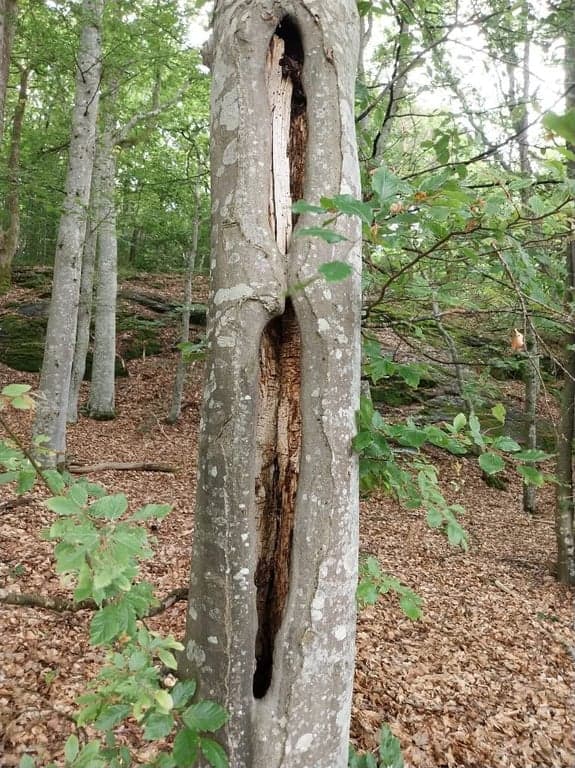 Kärna bokskog