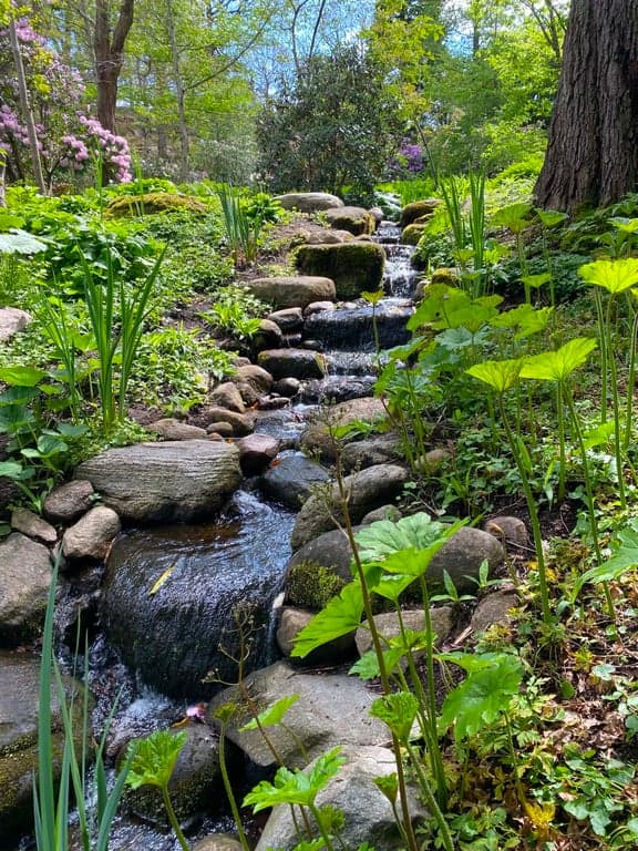 Botaniska trädgården