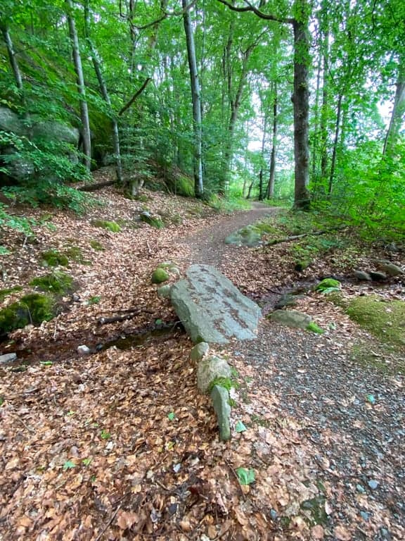 Kärna bokskog