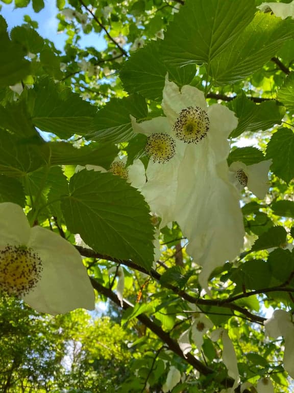 Botaniska trädgården