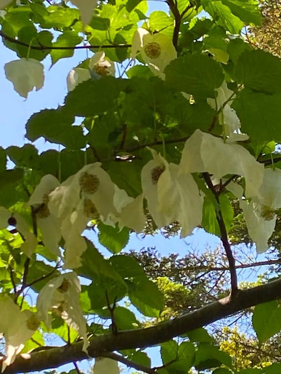 Botaniska trädgården